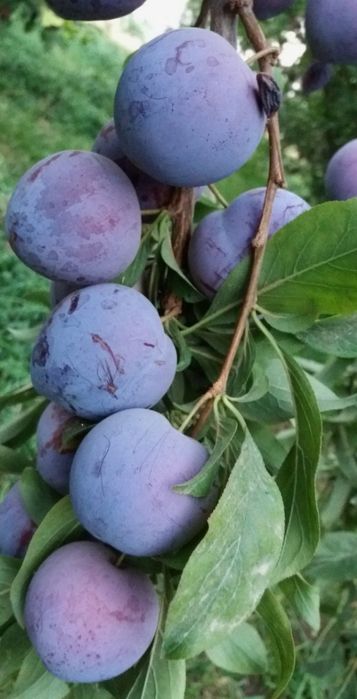 Слива сатлады быр ящик 1000