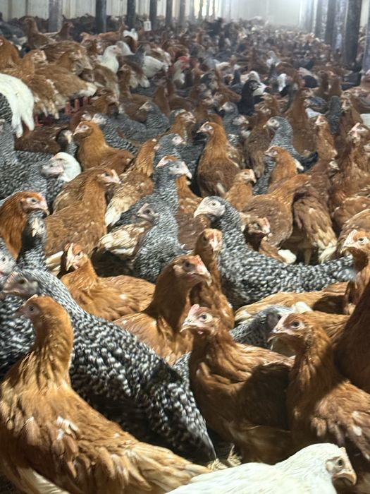 Puicute oua 16 saptamani colorate