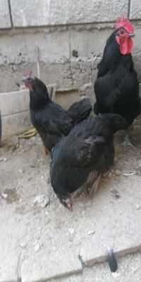 Vând o familie Australorp negru vârstă 1 an și 3 găini și 1 cocoș