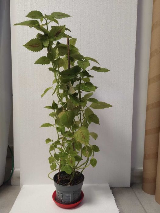 Planta decorativa Coleus blumei