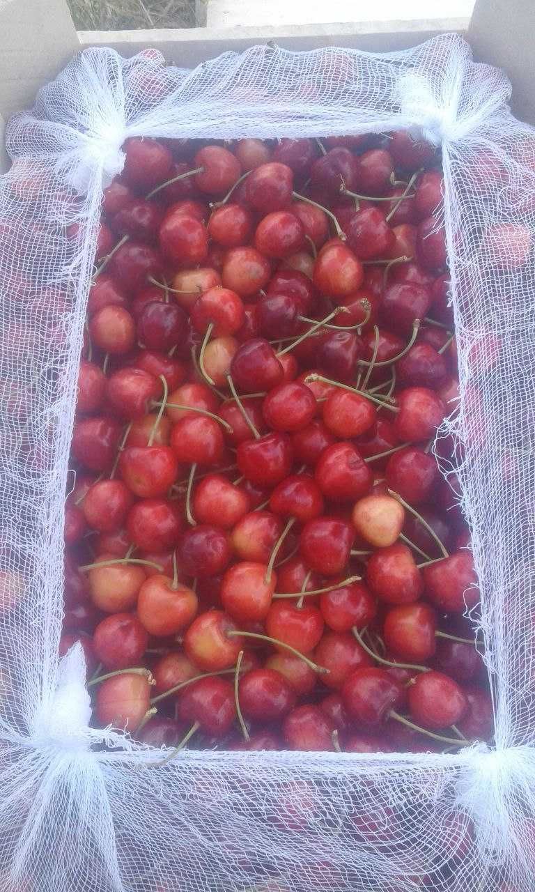 Mevali daraxt ko'chatlari optom va dona