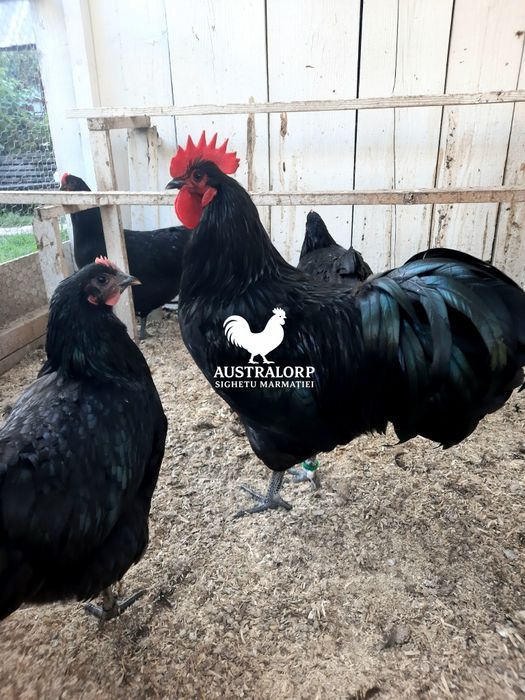 Australorp Negru pt incubat