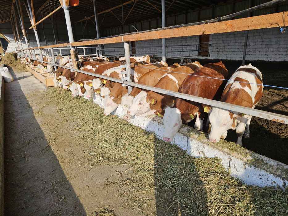 Vitele si vitei de vanzare..