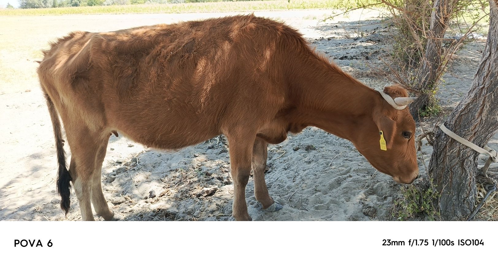 Sigirimiz sotiladi oladiganlar uchun kelishimiz  qisr mol tez oʻzgarad