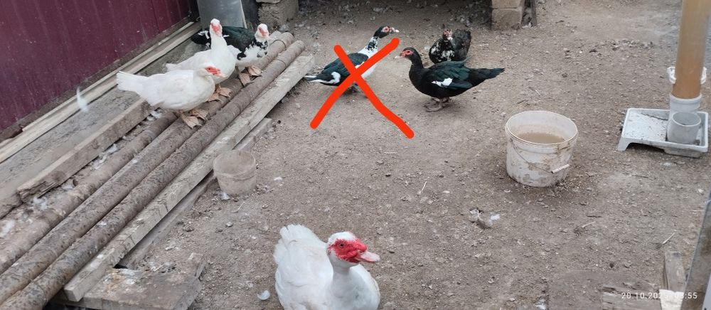 Домашняя птица Индоутка