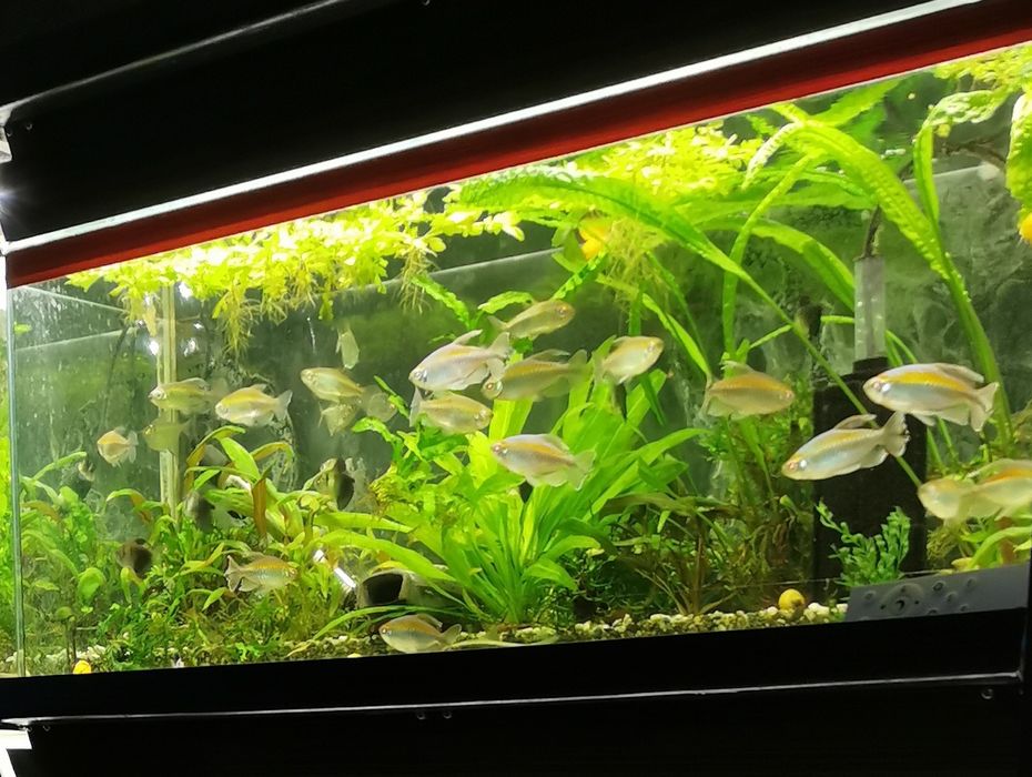 Аквариуми - два бр.