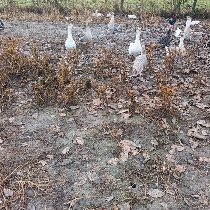 De vanzare gaste foarte bune reproducatoare si tinere