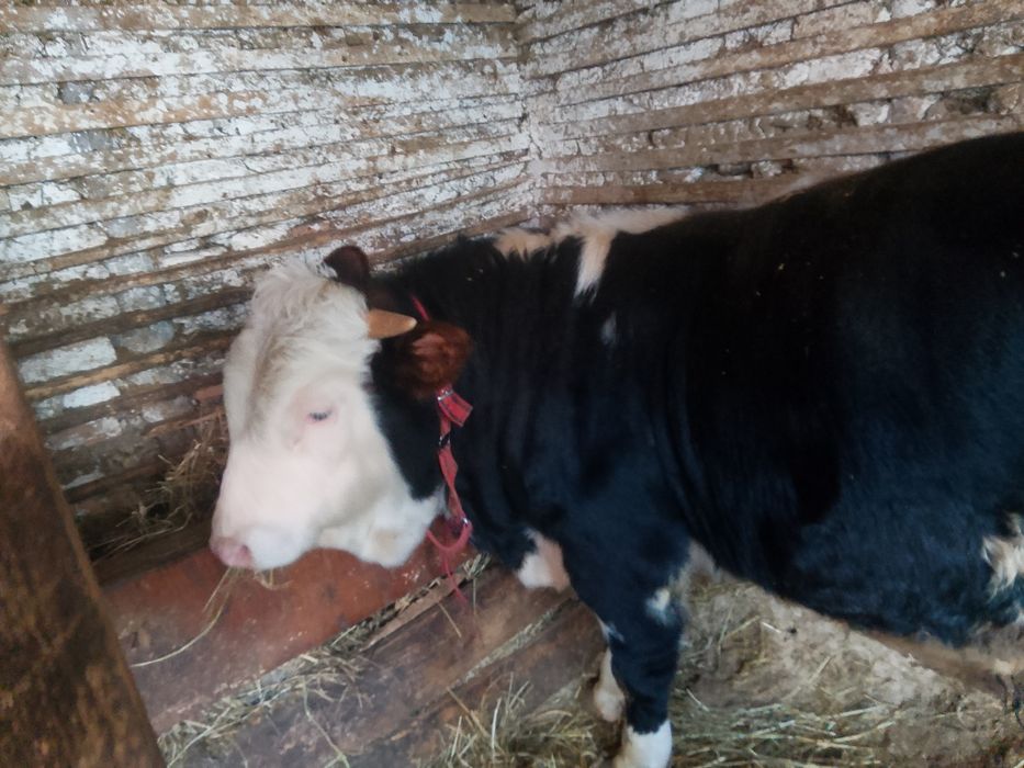 Vând vițel de rasa bălțată românească