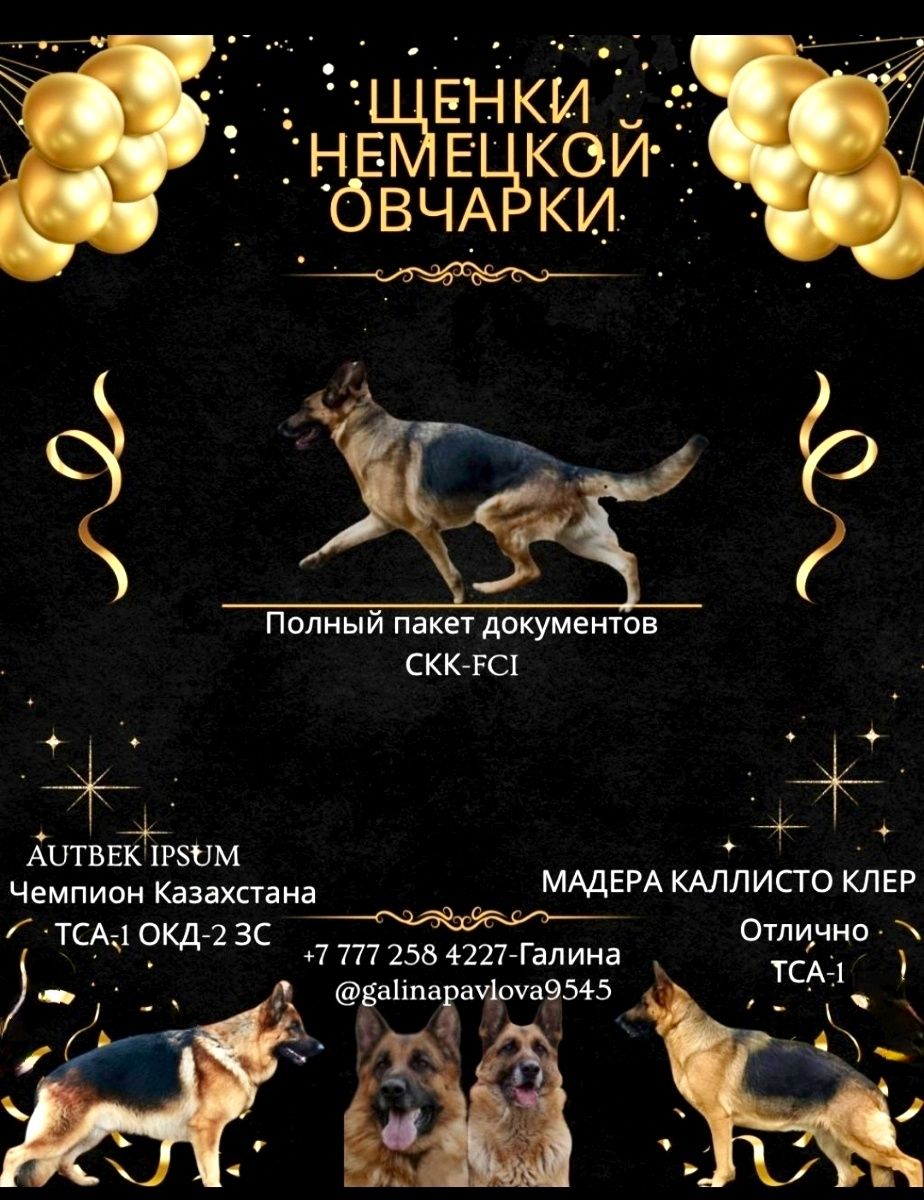 Щенки немецкой овчарки