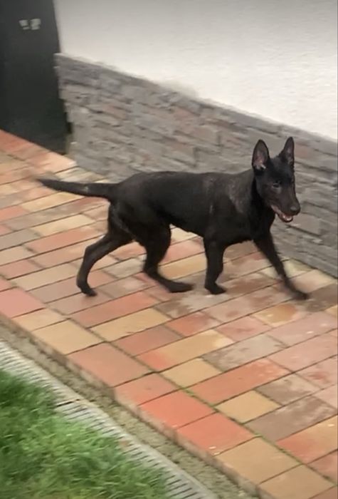 Ciobanesc belgian malinois