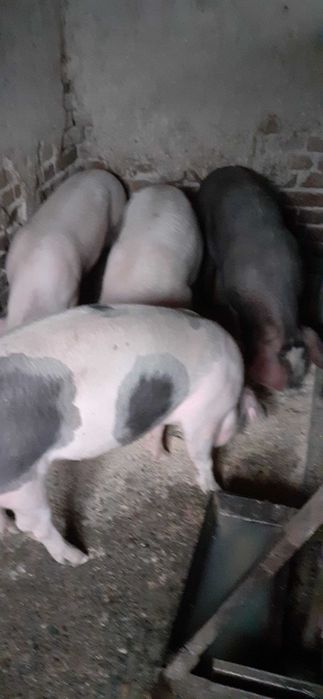 Свободно едно прасе