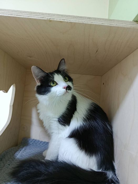 Кошечка Гитти в ответственную семью!