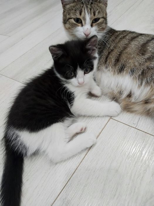 Отдам котенка, девочка, Чернышка. Родилась одна единственная.