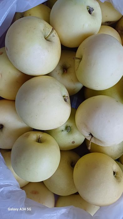Продам яблоки дачные