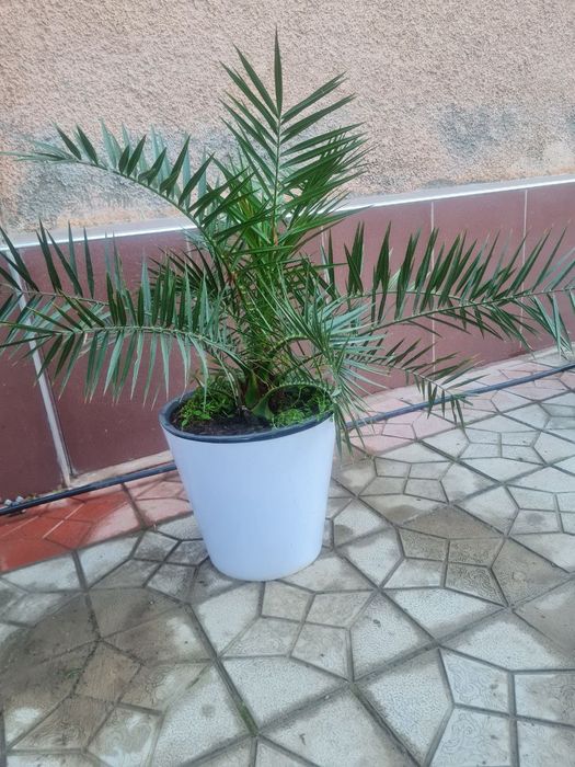 OFIS GULLARI, Офисные цветы