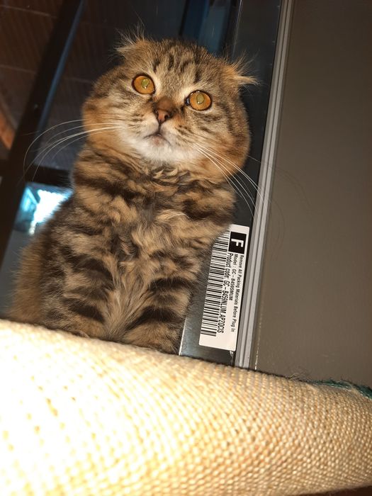 Скотиш фолд 5 ойли