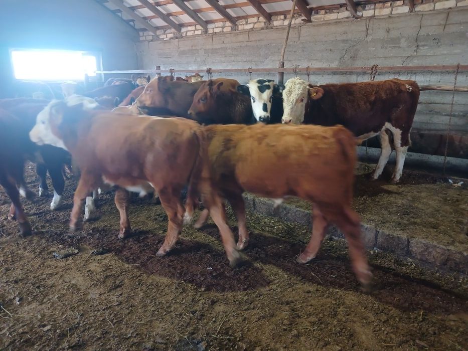 Ақсу-аюлы одт.Қайрақты