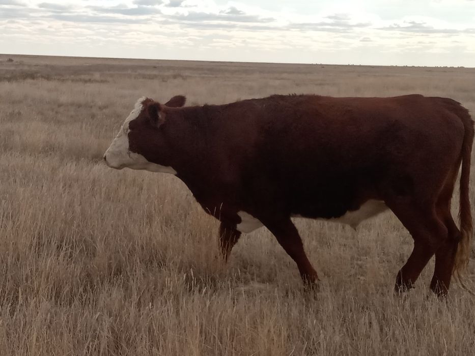 Өгіз сатылады 1.5 жасар