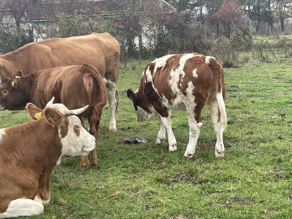 Vand 2 vitele 250 kg una