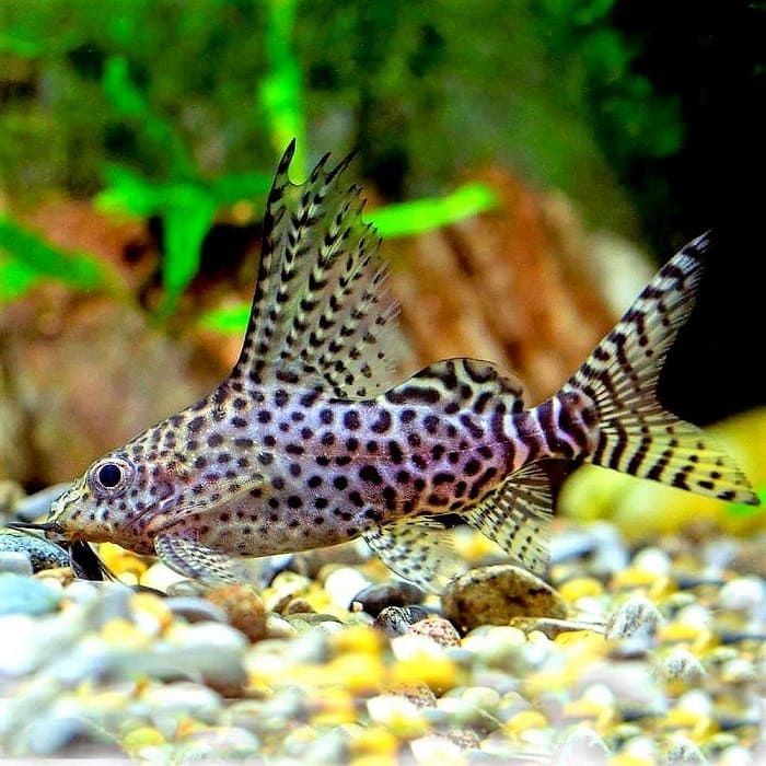 Продам  - синодонтис эуптерус