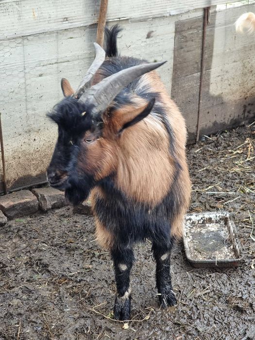 Vand 3 tapi doi de anul acesta si unul de 2 ani jumate