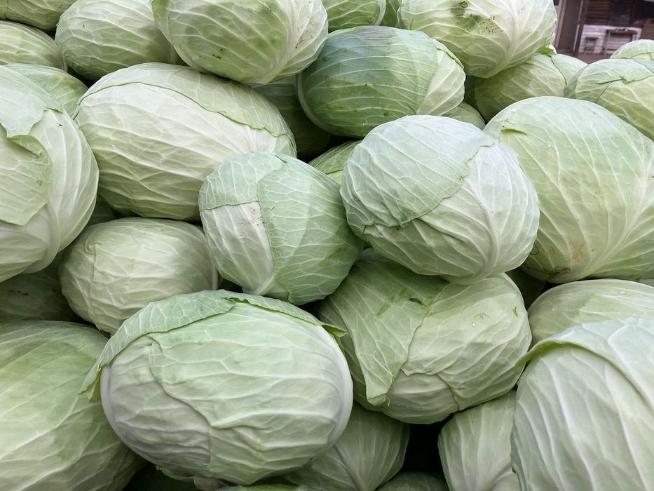 Varza de toamna plata cu frunze subtiri