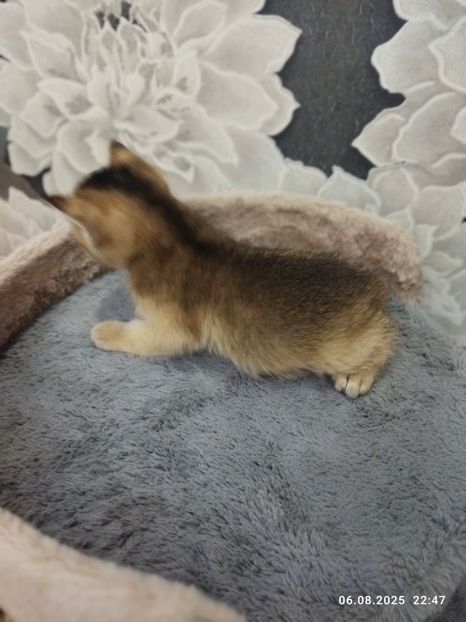 Срочно продаются котята шиншиллы