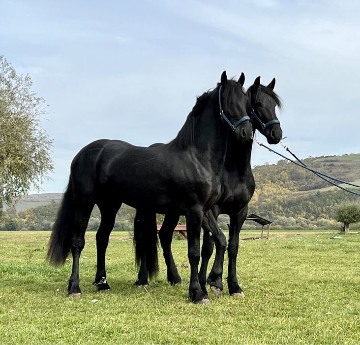 Armasari Friesian pereche Frizian