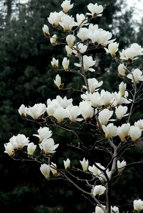 Pomi Ornamentali  magnolia alba suberb
