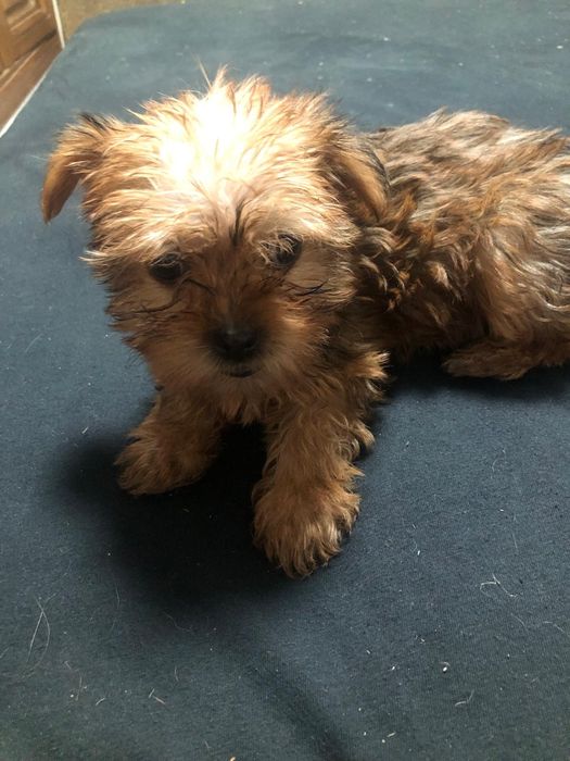 Yorkshire Terrier  mini, 3 luni
