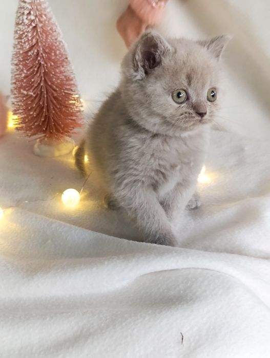 Pui fetiță British Shorthair ORADEA