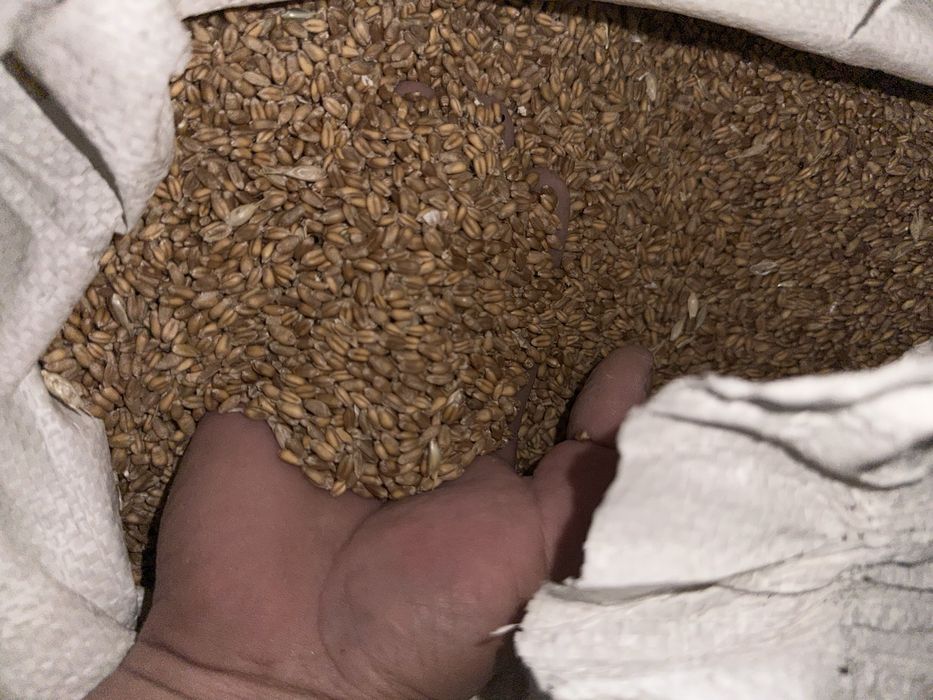 Продам зерно этого года 9 мешков