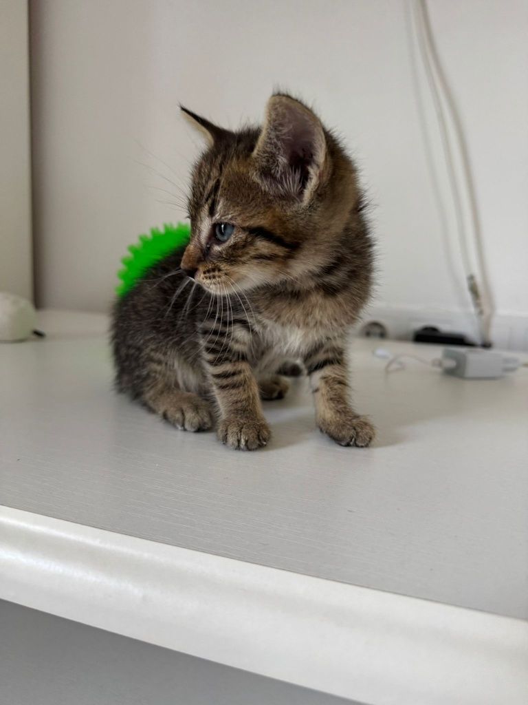 Pui de pisica pentru adopție