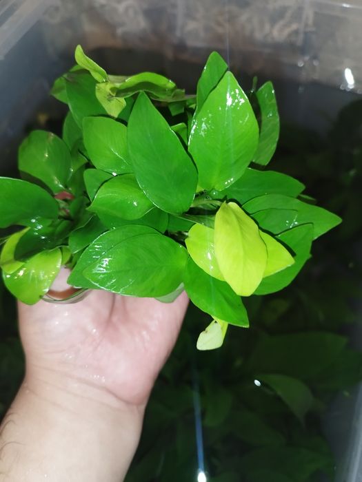 Anubias Golden barteriya