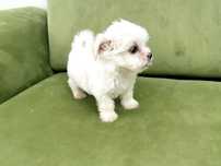 Bichon maltez pui