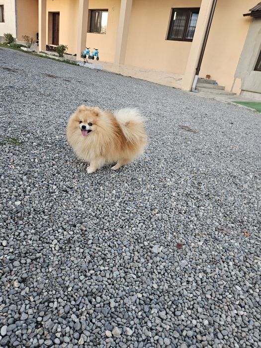 Pomeranian Mascul