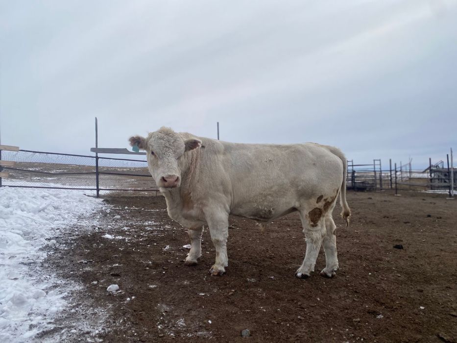 Әулиекөл тұқымды сиыр және бұқа