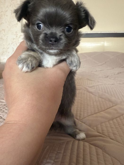 Чихуахуа голубого окраса