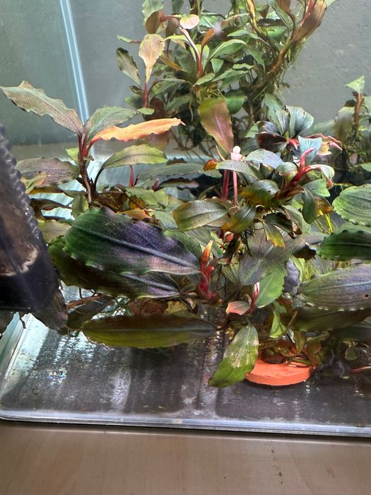 Plante acvariu bucephalandra