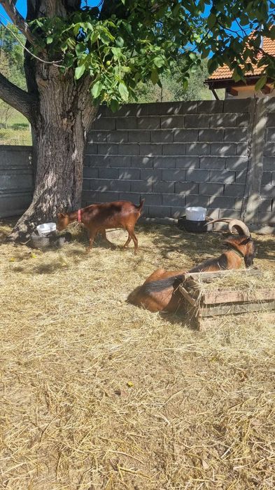 Capre Murciano Granadina