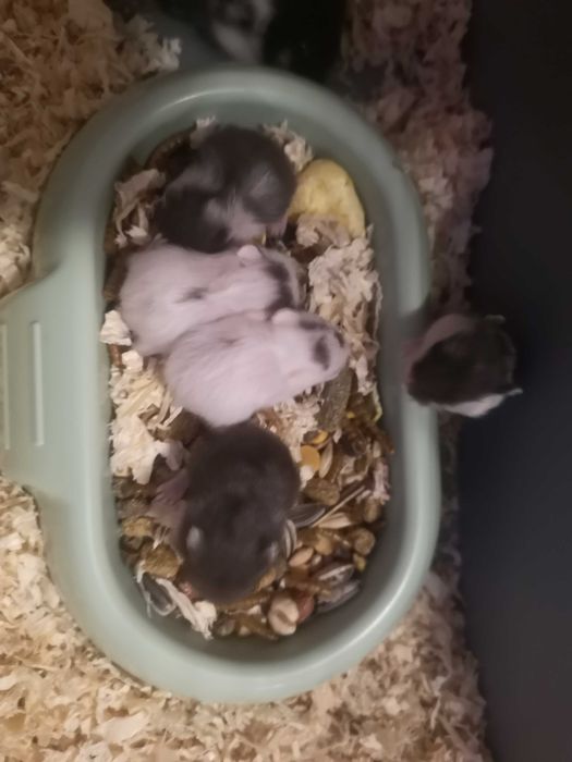 Hamsteri pitici de vanzare