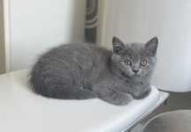 British Shorthair Blue