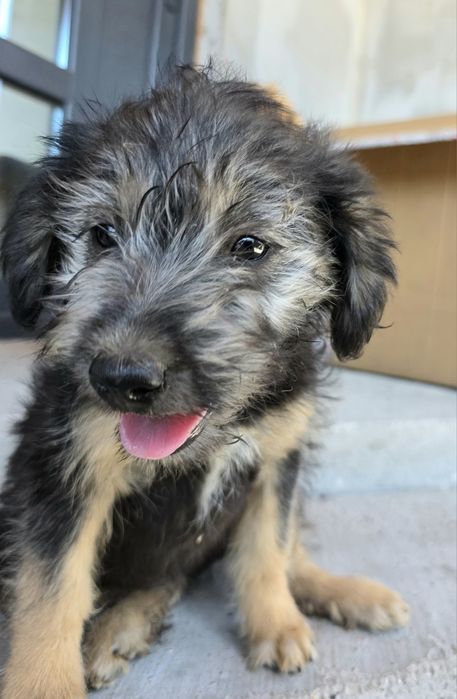 Se oferă spre adopție
