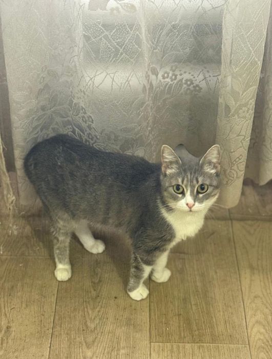 Отдам кошечку бесплатно