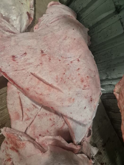 Өркеш май  Оркеш май тайлақ