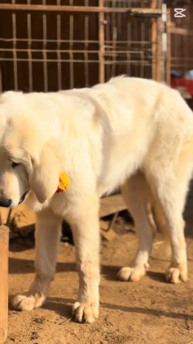 Femelă Ciobănesc Românesc De Bucovina