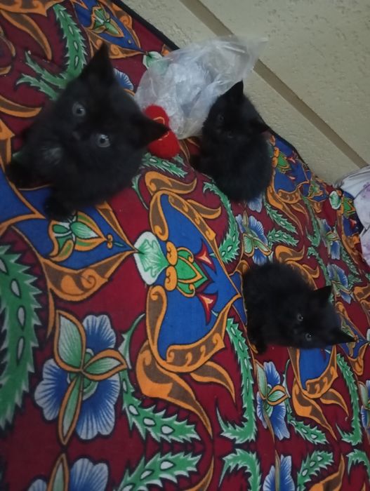 Super narxda mushuk sotiladi