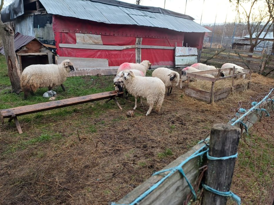 Vand mielute si berbecut