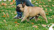 Mascul Bulldog Francez Fawn