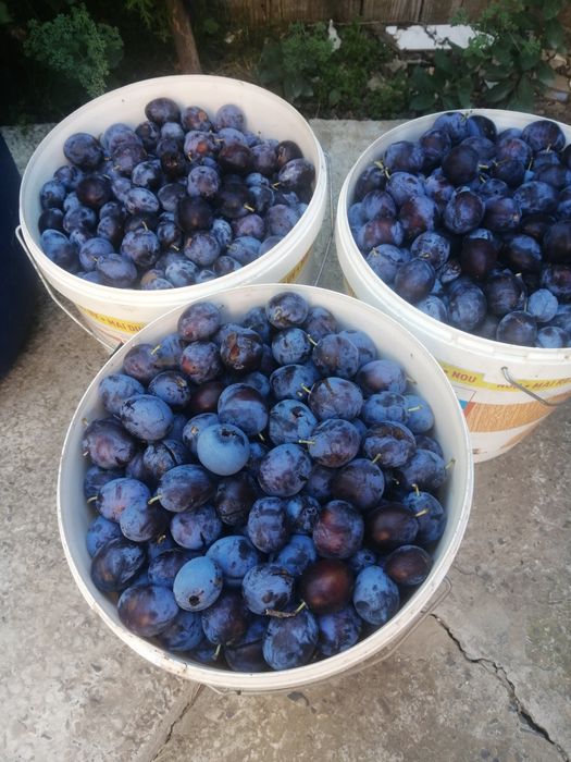 Prune pentru țuică